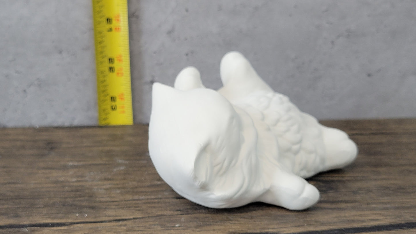 Kitten Laying on its back - Albertas - 398