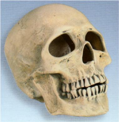 Realistic Skull - Scioto - S-711