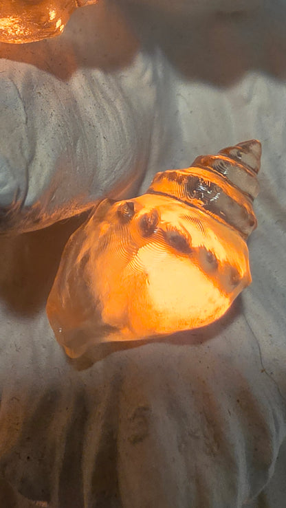 Seashell - Christmas Tree Lights